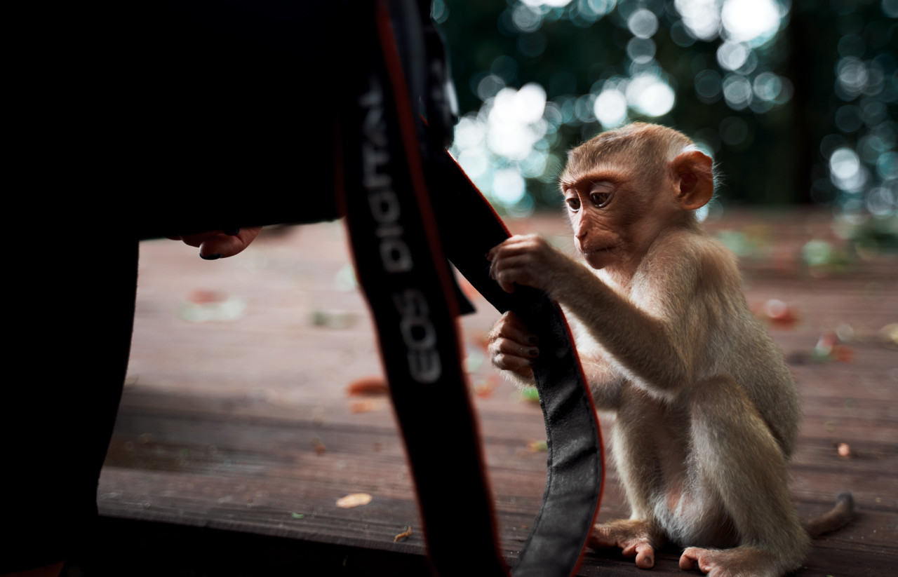 Lopburi, Tailandia. Foto: Unsplash.