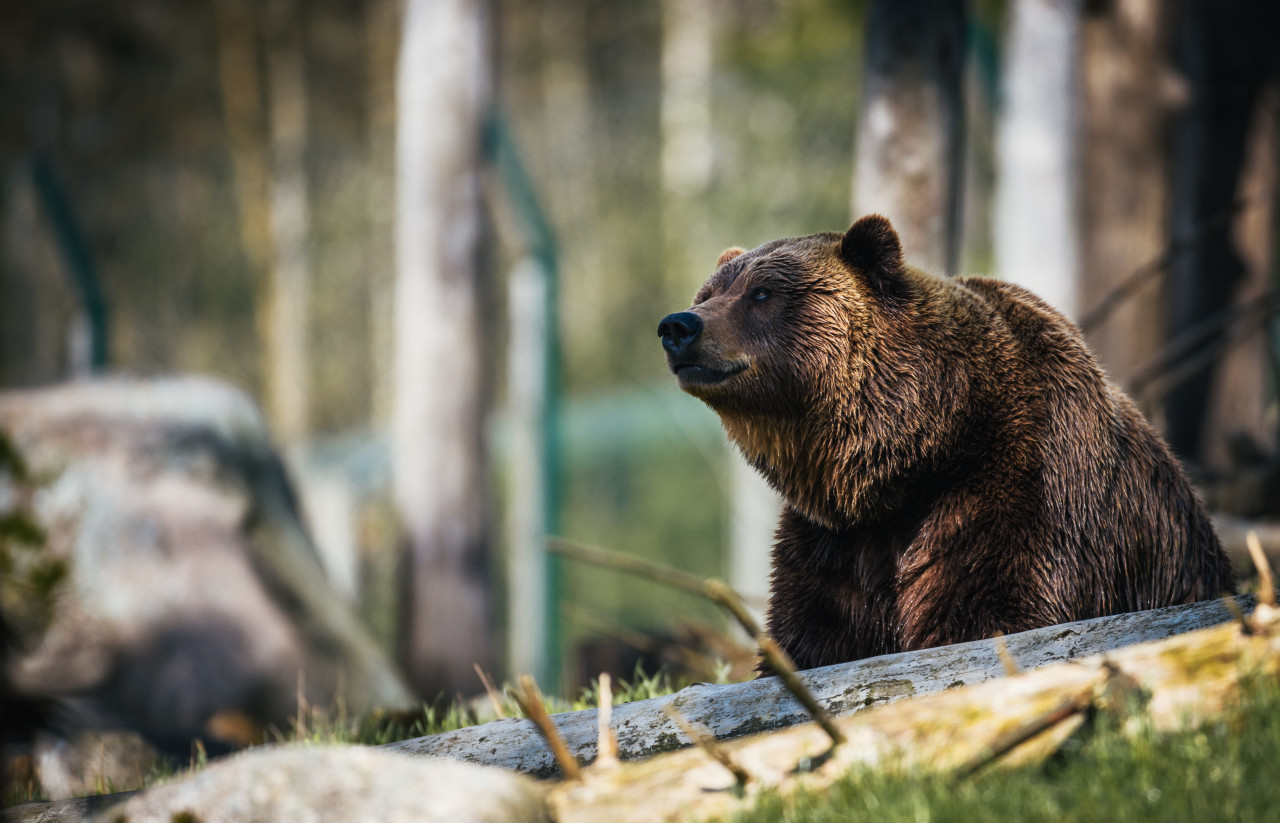 Oso Pardo. Foto: Unsplash