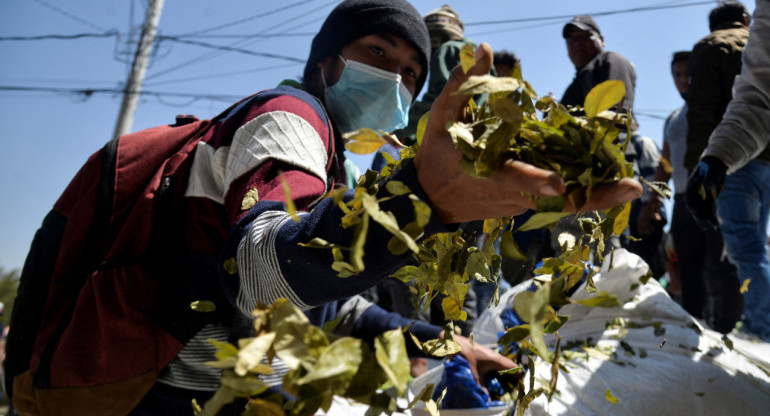 El consumo de la hoja de coca en Bolivia es tanto cultural como medicinal. Foto: Reuters.