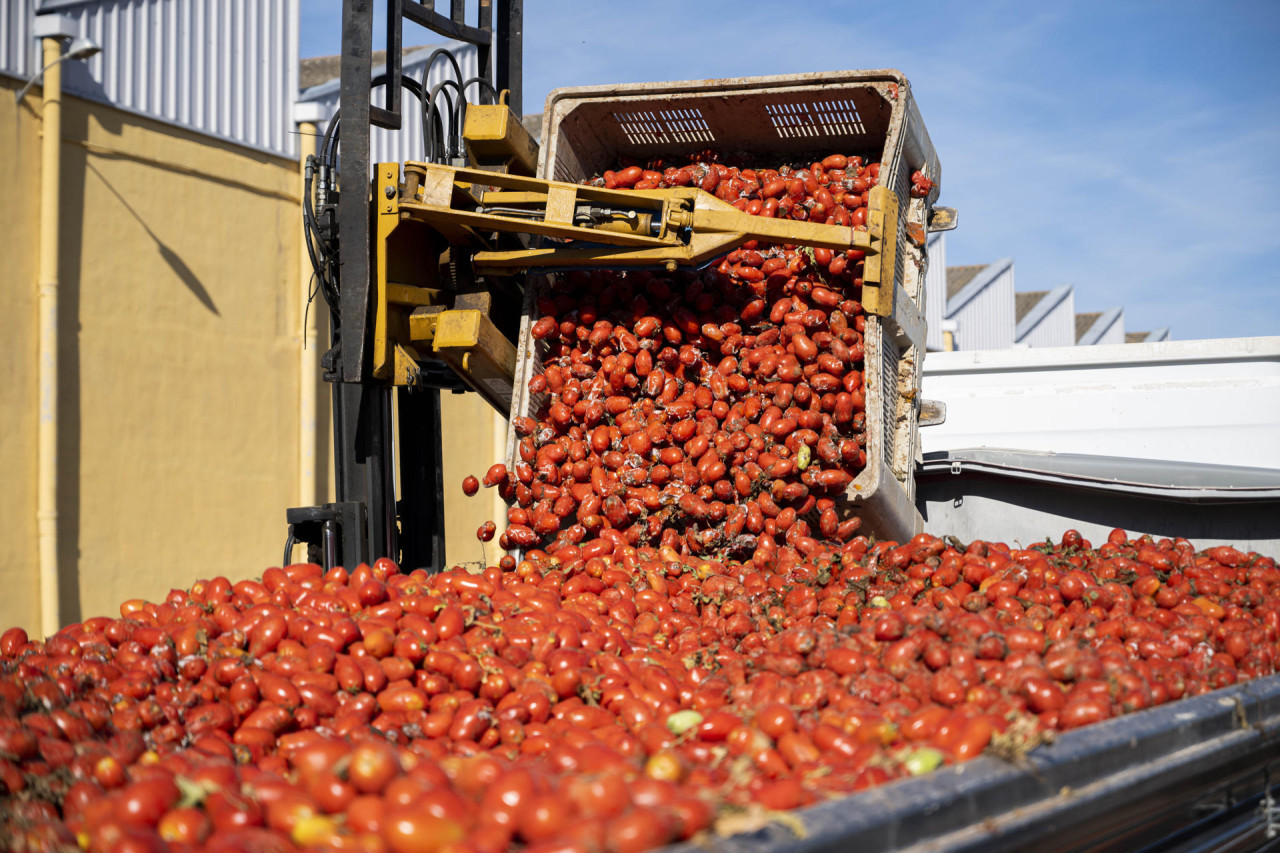 Tomatina en Buñol. Foto: EFE.