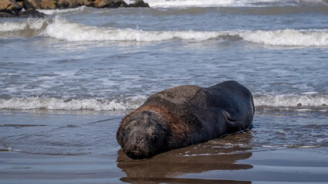 Muerte de lobos. Foto: NA.