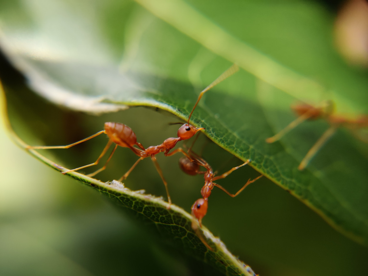 Hormiga colorada. Foto: Unsplash