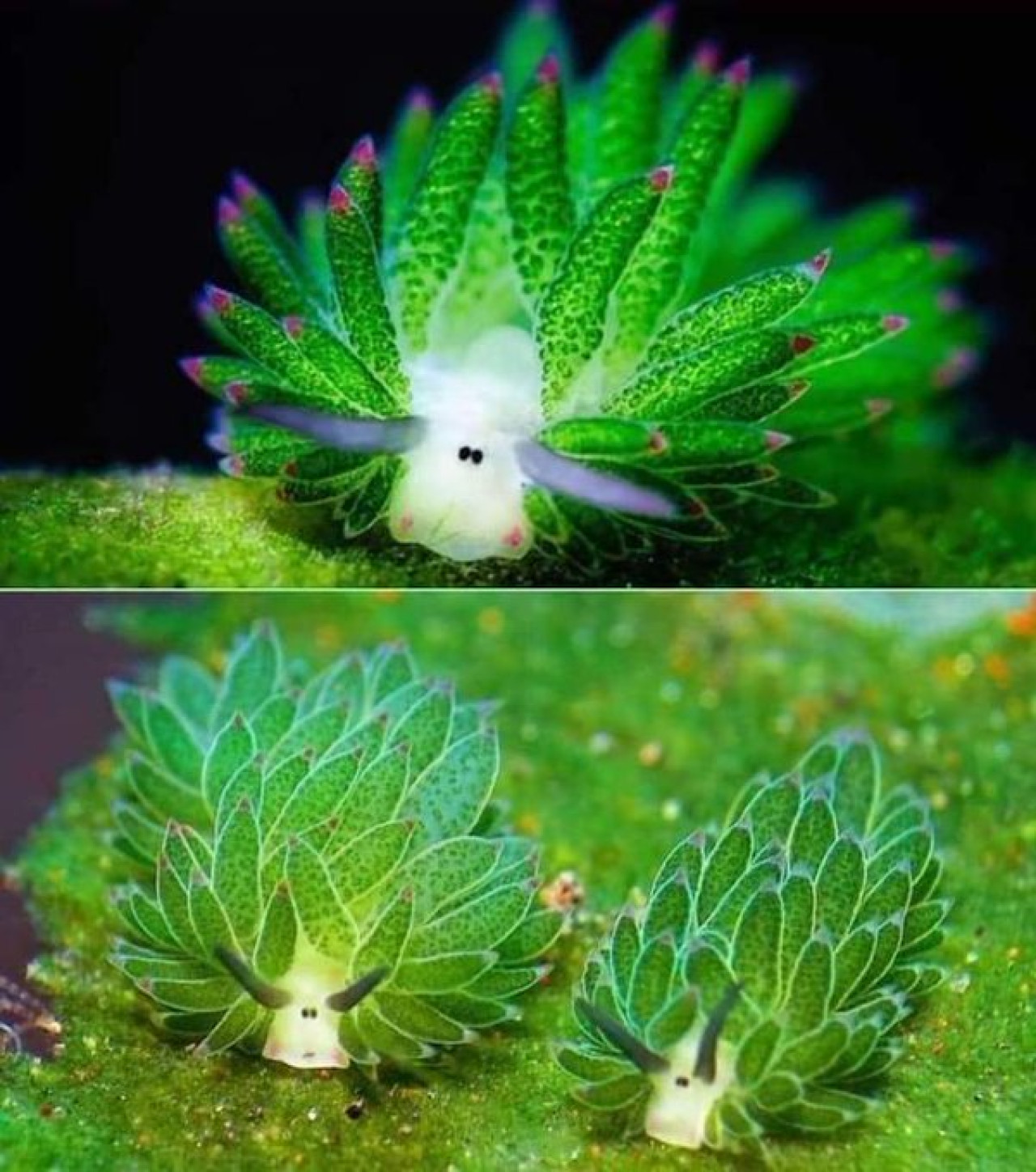 La oveja de mar es el animal más bonito según la inteligencia artificial. Foto Twitter.