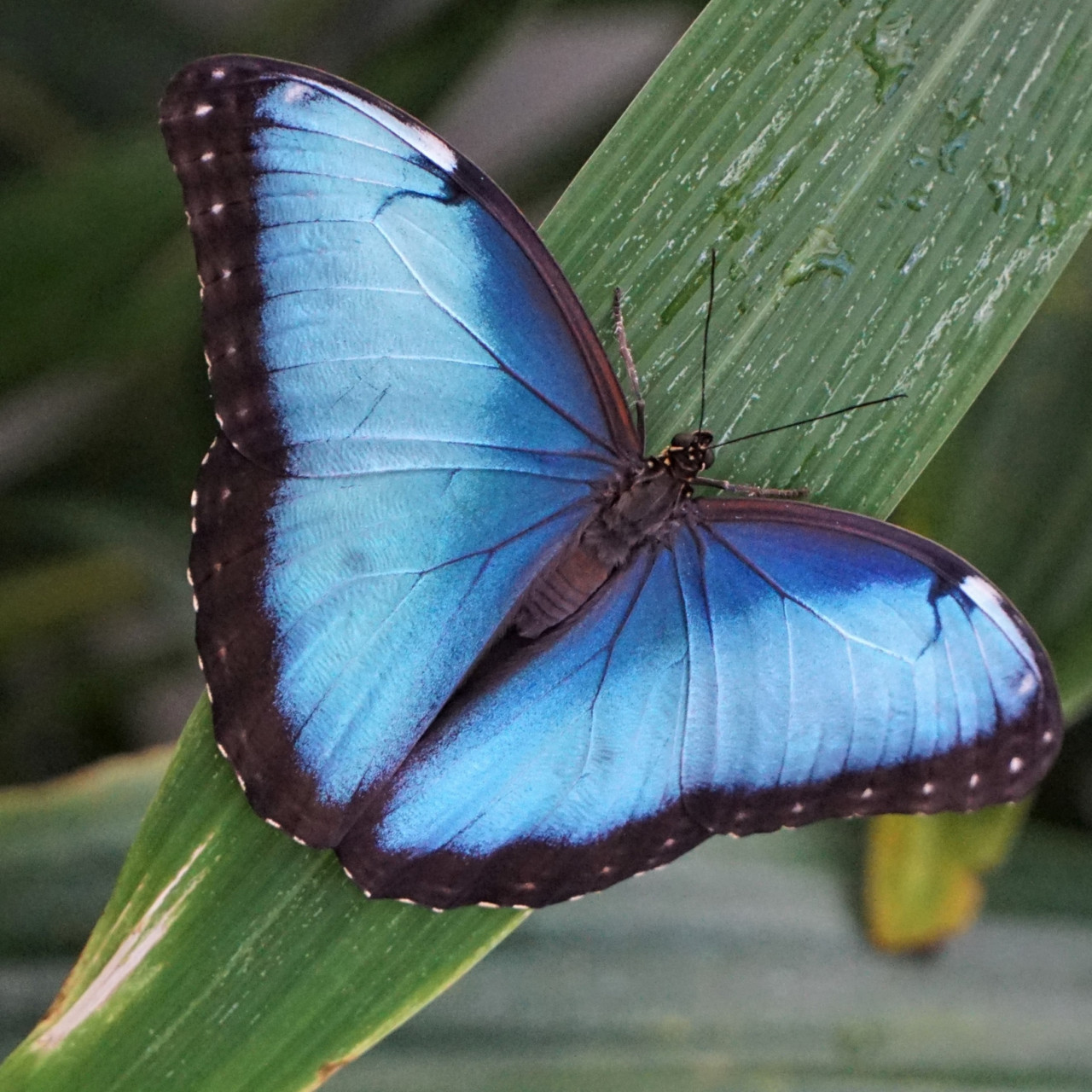 Mariposa morpho. Unsplash.