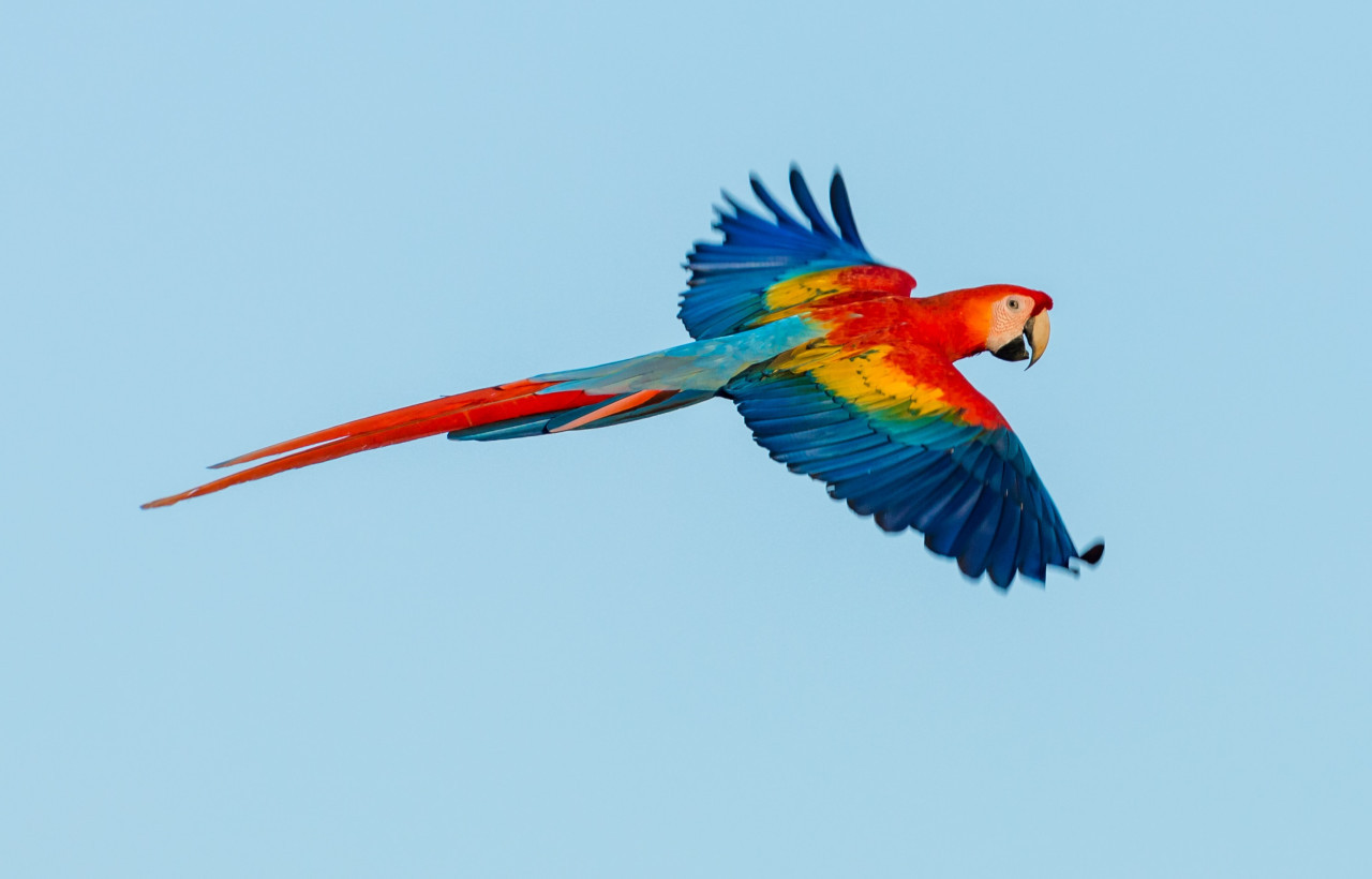 Guacamayo escarlata. Unsplash.