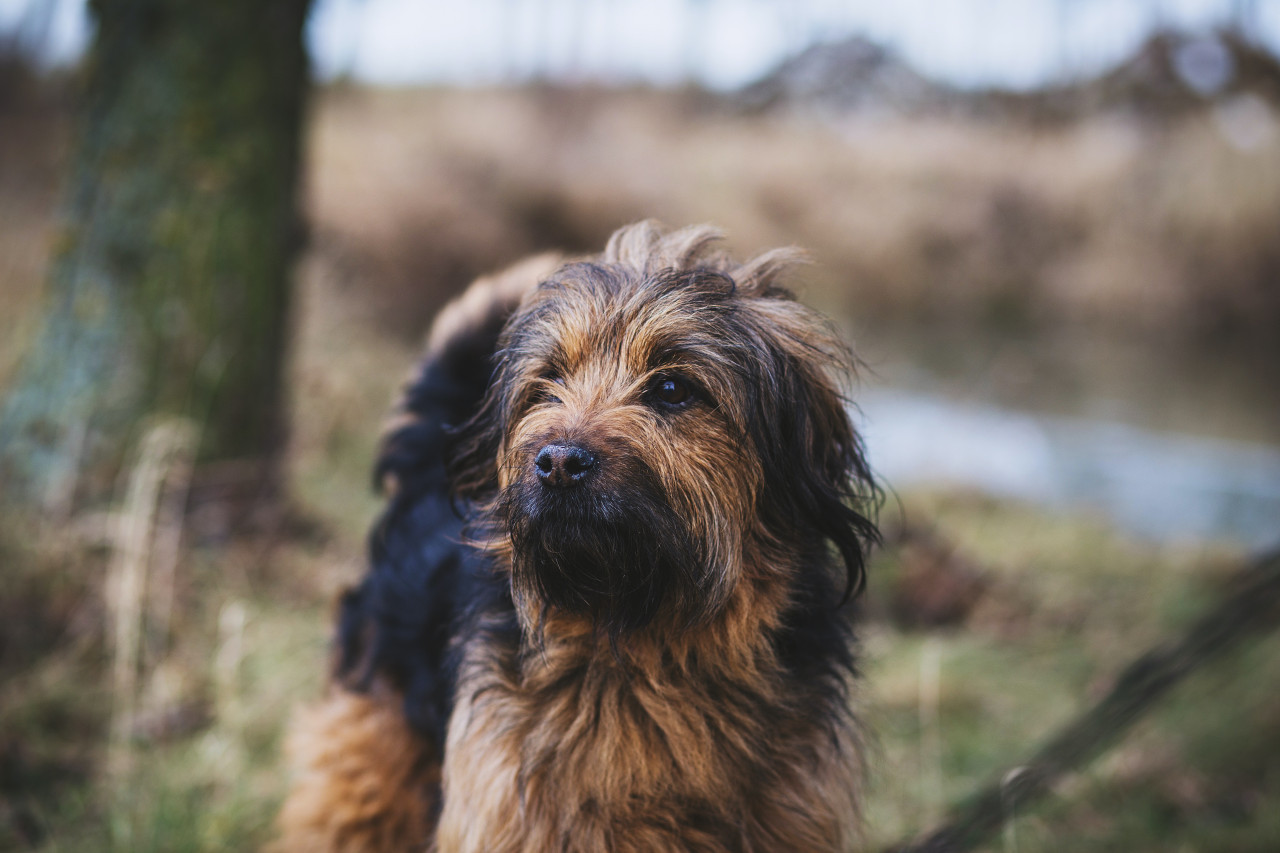 Perros abandonados en Perú. Foto: Unsplash