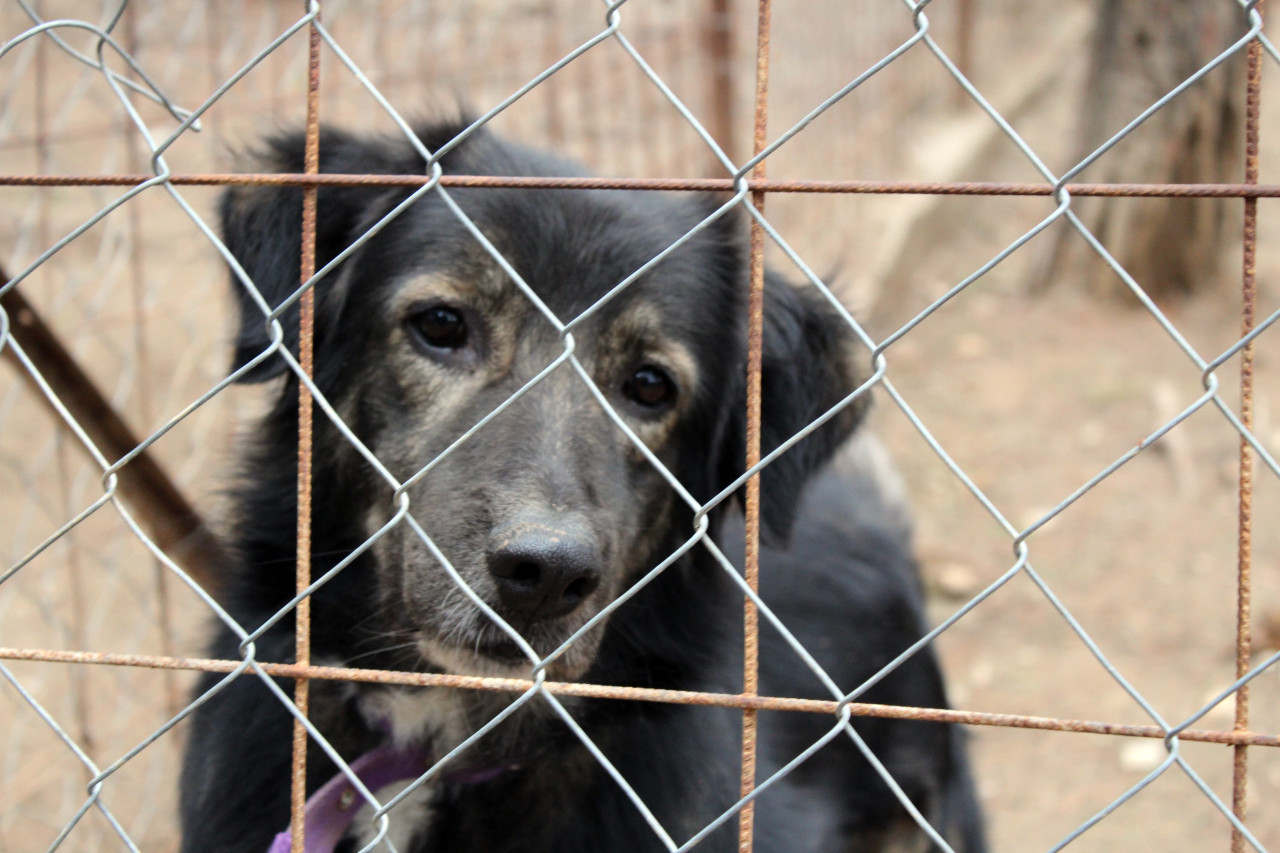 Una mujer abandonó 32 perros y se fue del país. Foto: Unsplash