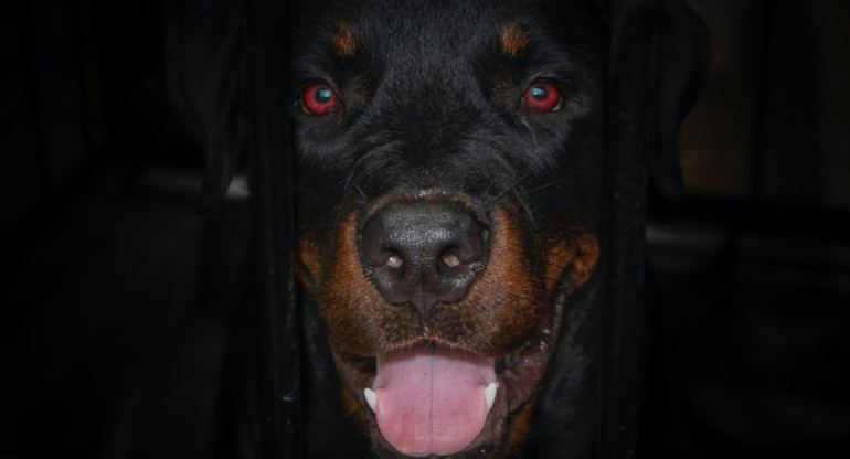 Rottweiler, perro. Foto: Unsplash