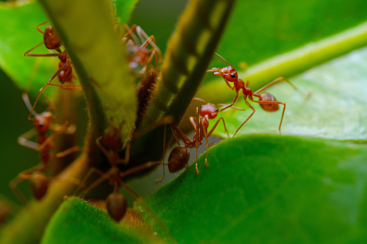 Hormigas coloradas. Foto: Unsplash