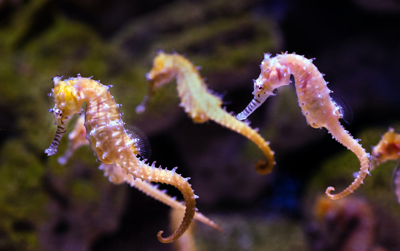 Caballito de mar. Foto: Unsplash.