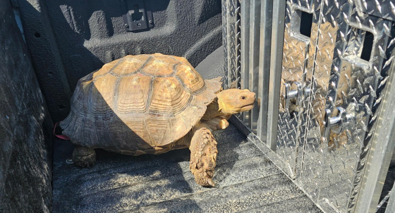 Biscuit, la tortuga que escapó de casa. Foto: Facebook/ Parish Animal Shelter
