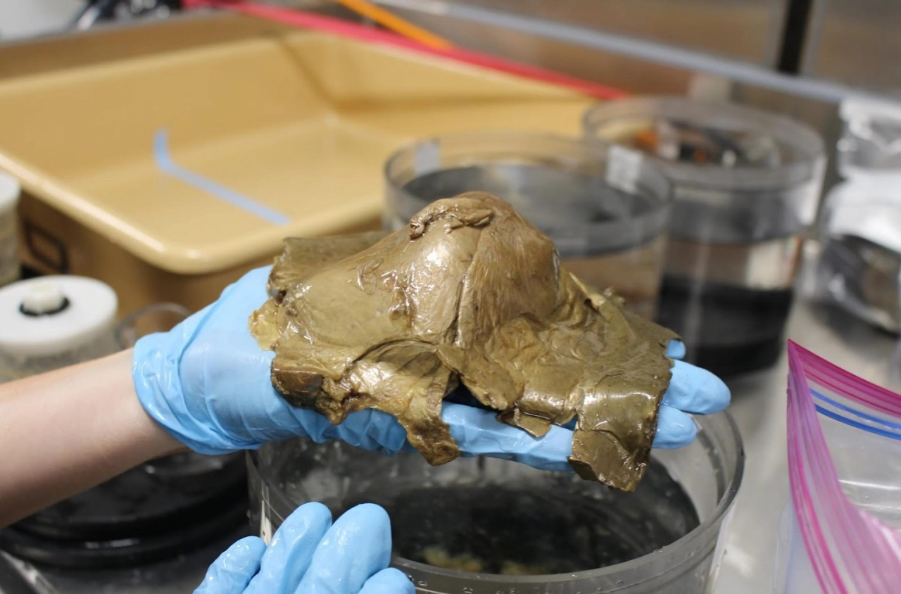 Analizan un misterioso "huevo dorado" descubierto en la profundidad del océano en Alaska. EFE