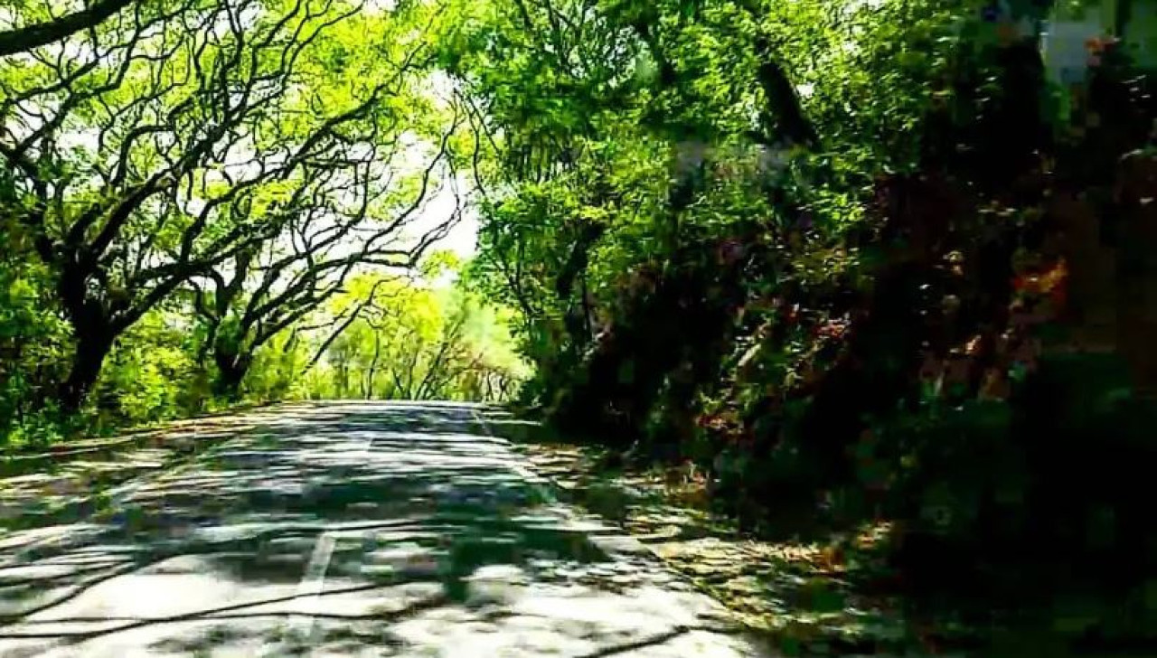 Ruta de las Yungas. Foto: NA