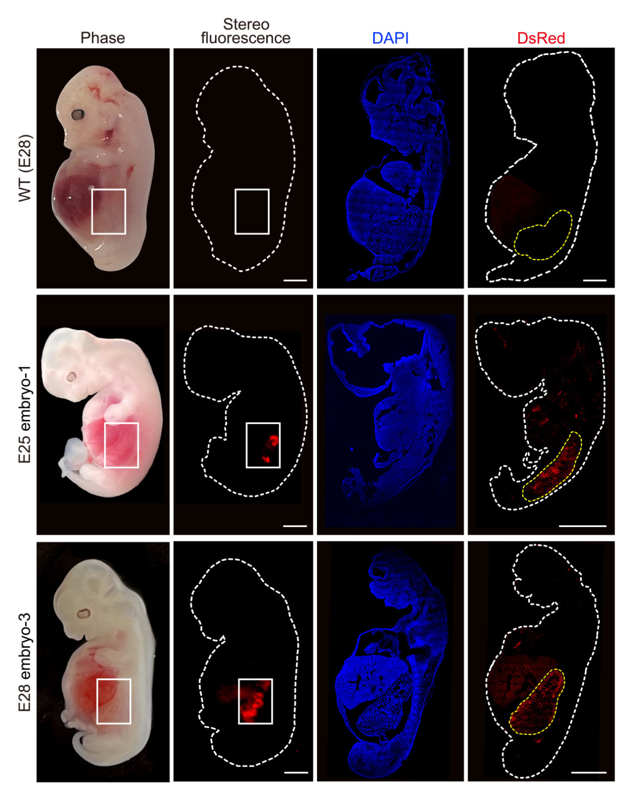 Riñones humanizados dentro de embriones de cerdo. Foto: EFE.
