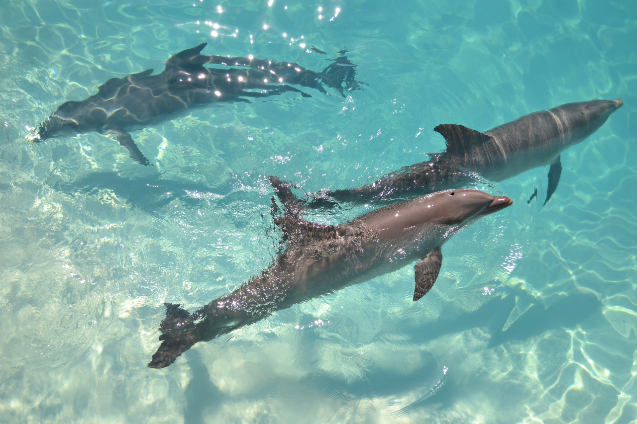 Cuando se habla de animales marinos, comúnmente suelen asociarse a tiburones, delfines, ballenas o peces. Unsplash.