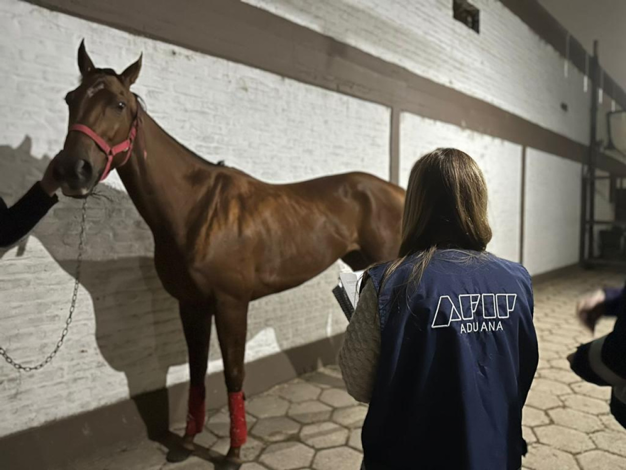 Belleza de Arteaga, la yegua multicampeona de turf investigada por la Aduana. Foto: Prensa.