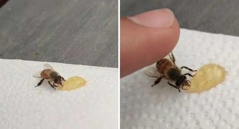 Un usuario le ofreció miel a una abeja y terminaron siendo "amigos". Foto: captura de pantalla.