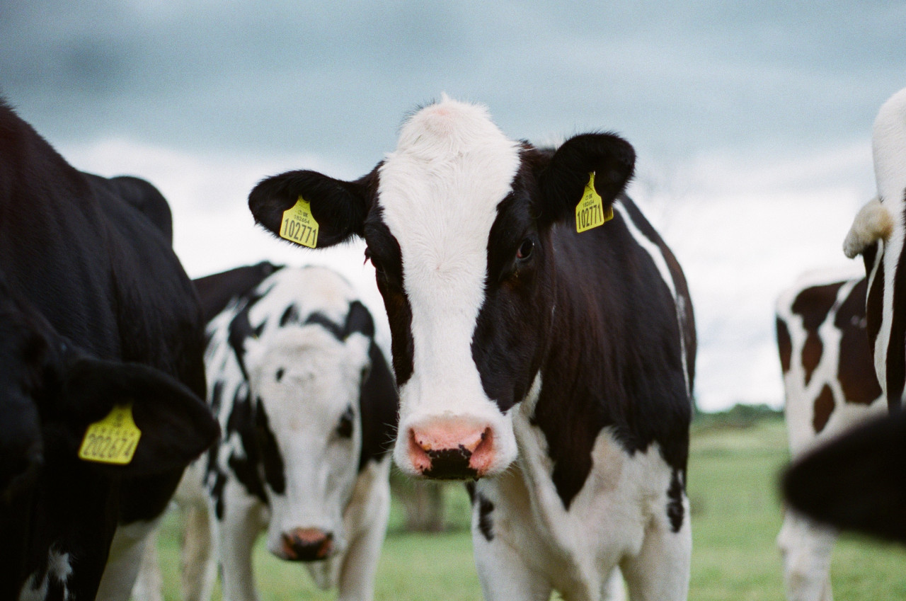 Manifestantes de PETA protestan contra el uso de pieles de animales en Miami. Foto: Unsplash