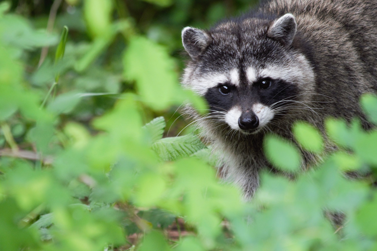 Mapache. Foto: Unsplash