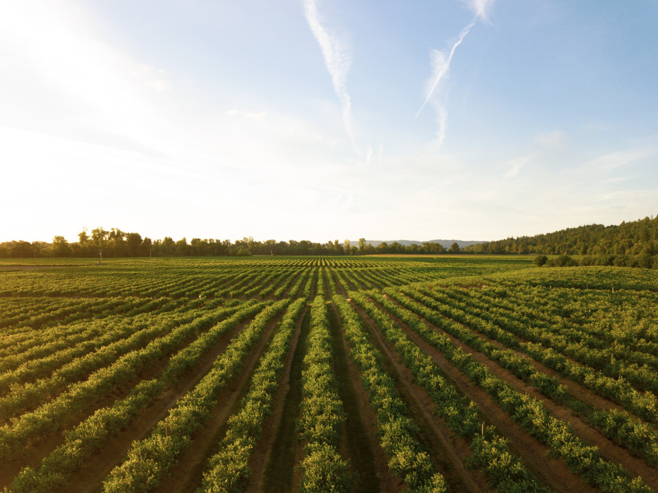 Permacultura, la nueva agricultura sostenible. Unsplash.