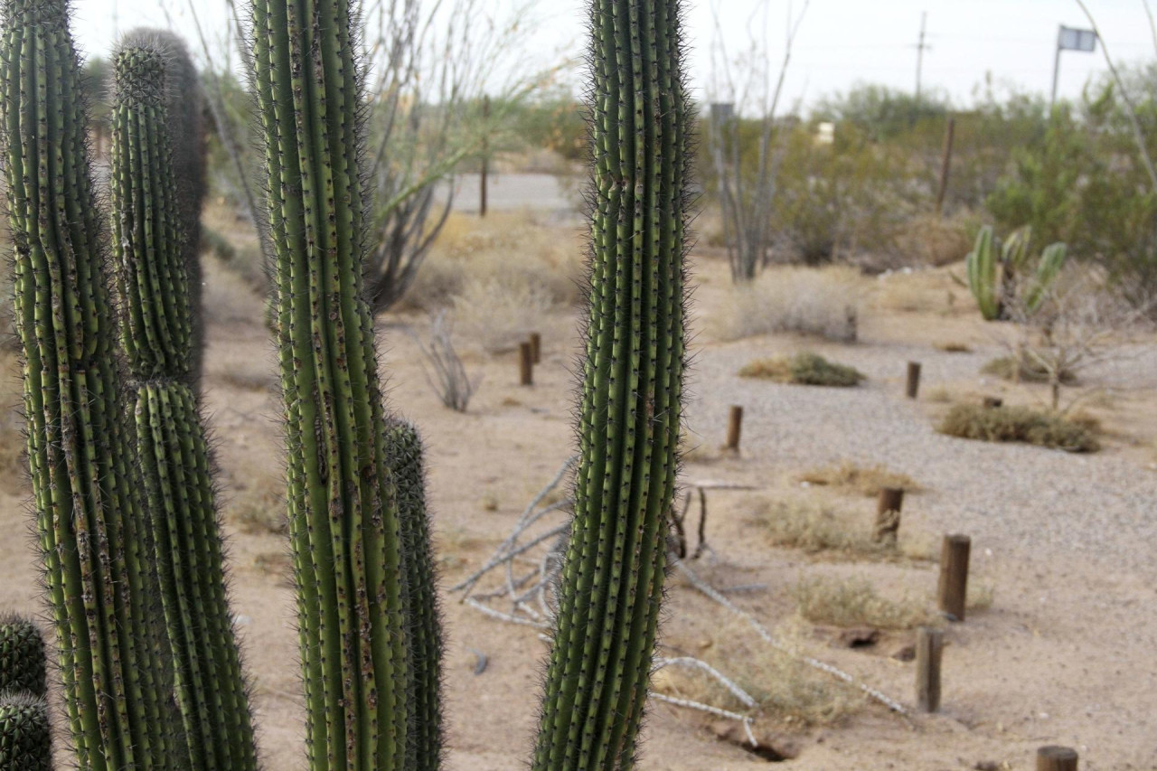 Reserva de la Biosfera El Pinacate y el Gran Desierto de Altar. Foto: EFE