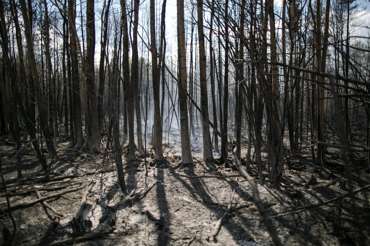 Récord de incendios forestales. Foto: EFE.