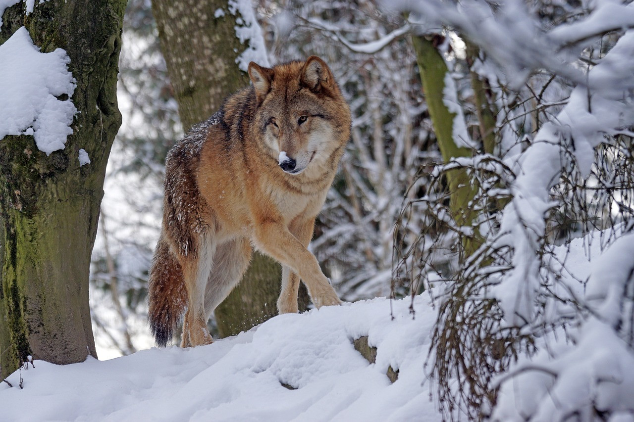 Lobo. Foto: Pixabay