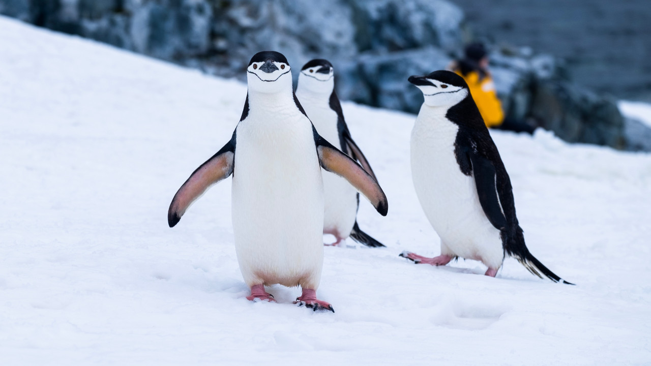 Pingüinos, Antártida. Unsplash.