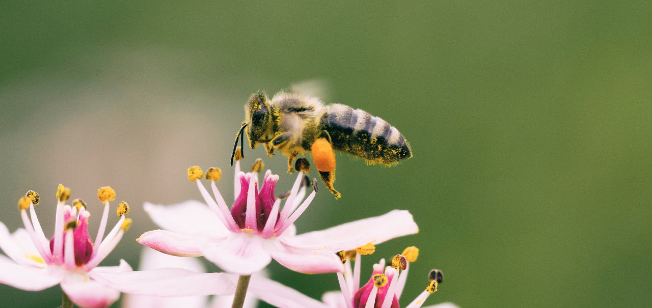 ¿Por qué las abejas son esenciales para el ecosistema?. Unsplash.