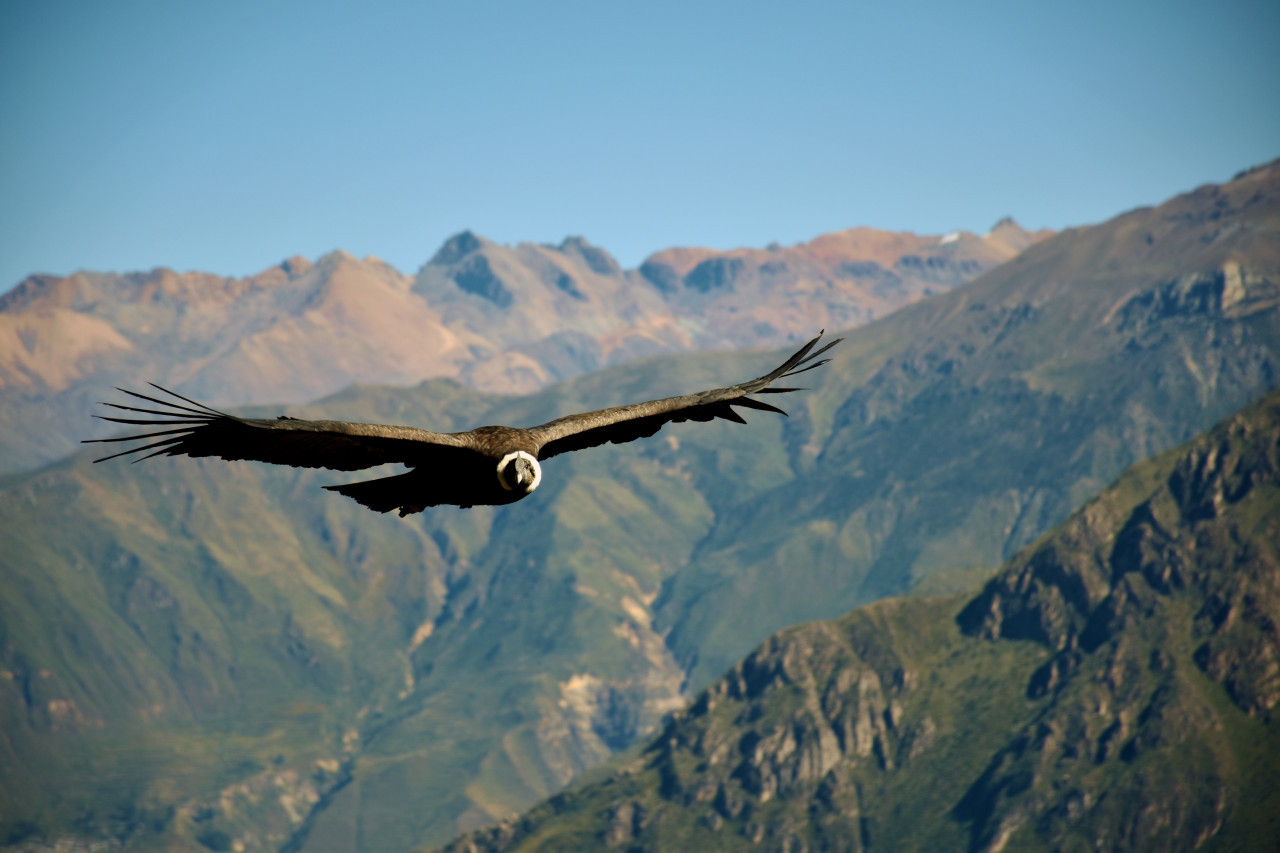 Condor Andino. Foto: Unsplash.