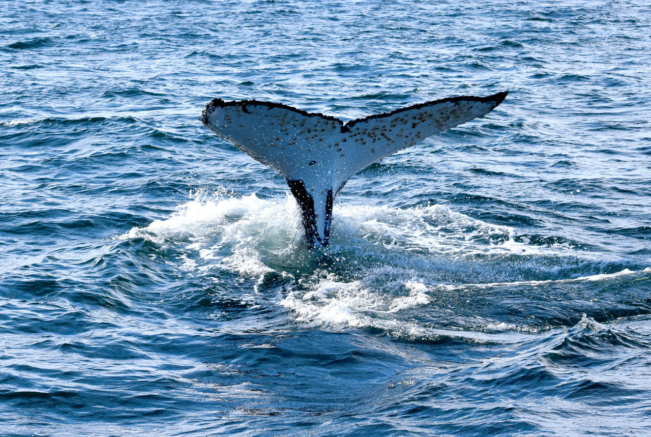 Ballena franca austral. Foto: Unsplash.