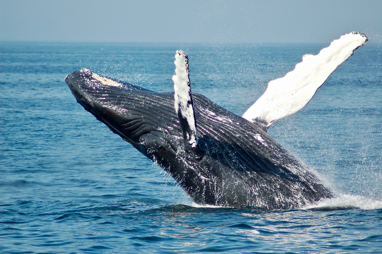 Ballena franca austral. Foto: Unsplash.