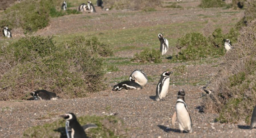 Los pobladores rurales de la zona tomaron las primeras imágenes de los pingüinos. Foto: Télam.