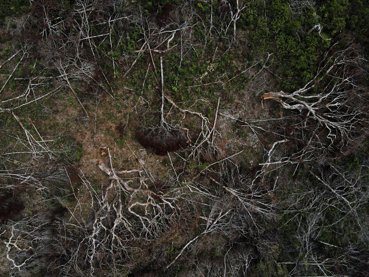 Amazonia. Foto: REUTERS.