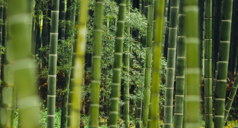 Bambú. Foto: Unsplash