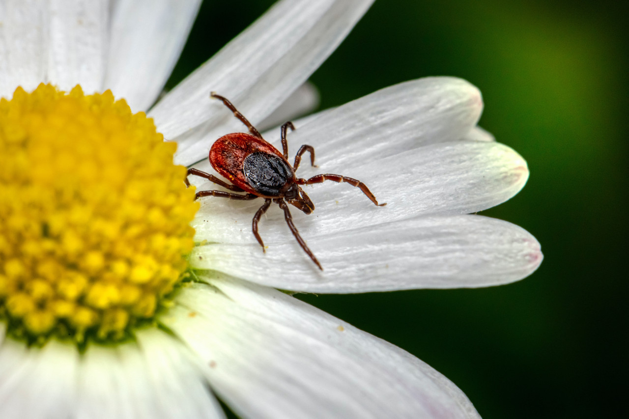 El síndrome alfa-gal es transmitido por la picadura de la garrapata estrella solitaria. Unsplash.