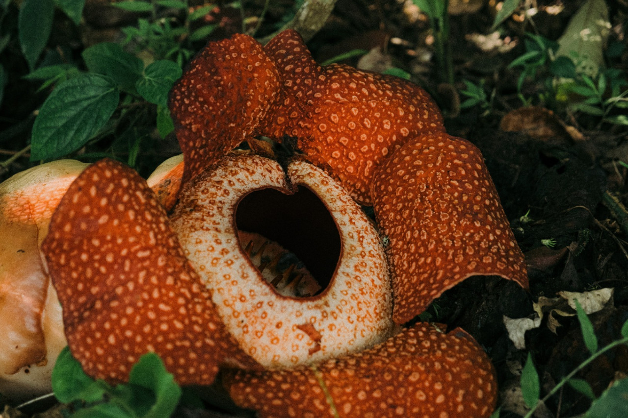Flor Rafflesia en peligro de extinción. Foto: Unsplash