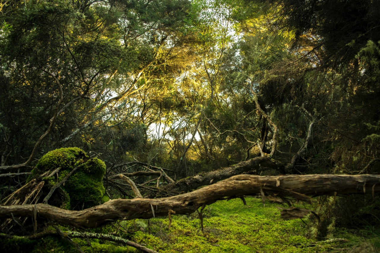 Selva en Indonesia. Foto: Unsplash.