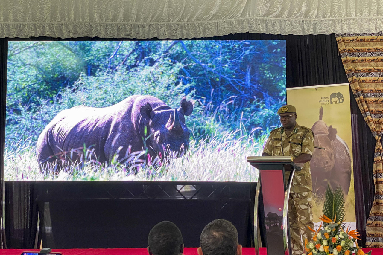 Plan de Kenia para resguardar a los rinocerontes negros. Foto: EFE.