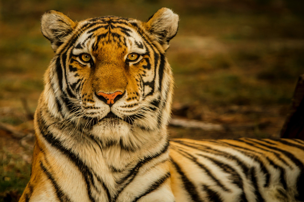 Tigre. Foto: Unsplash.