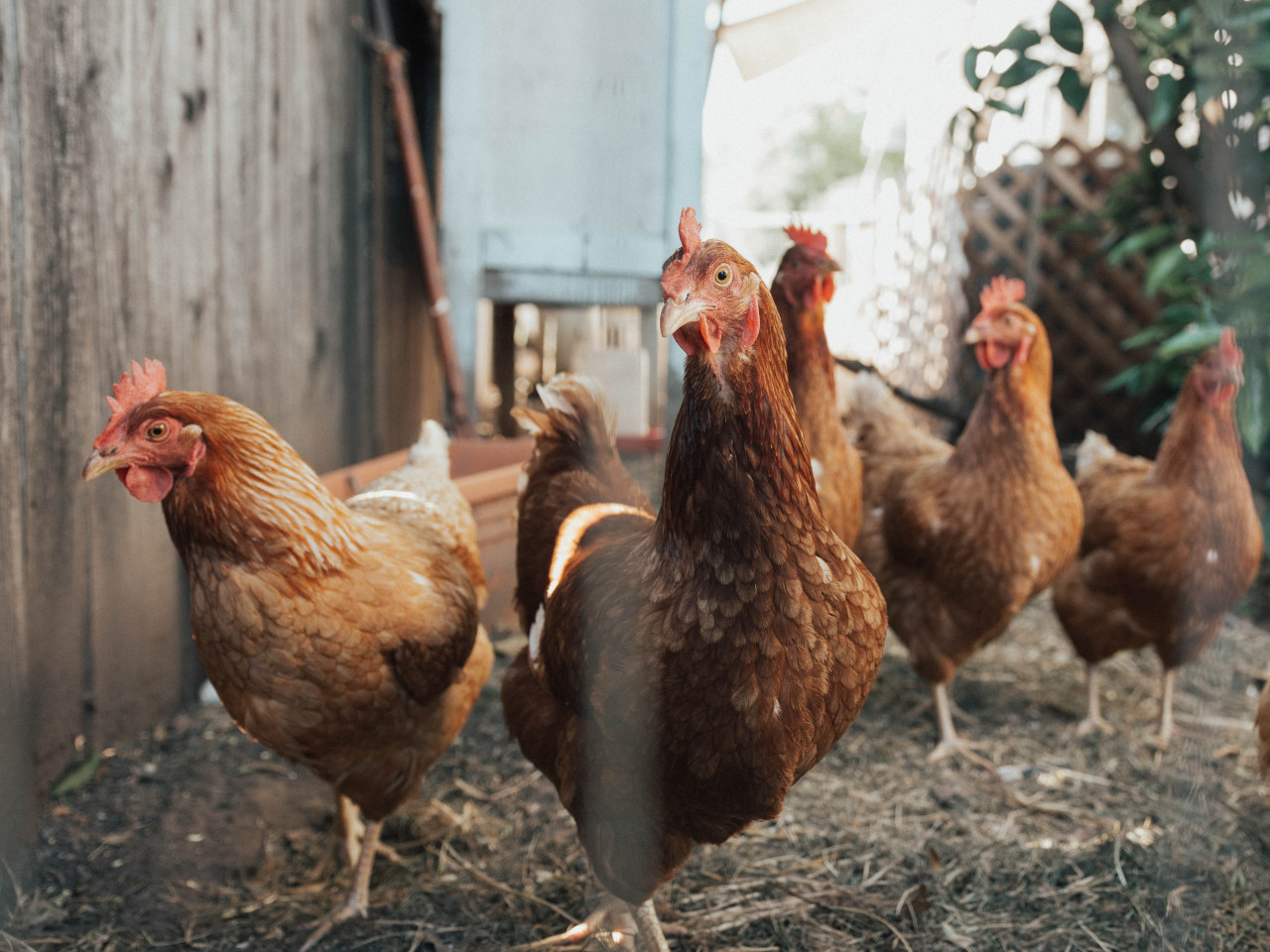 Gallinas. Foto: Unsplash