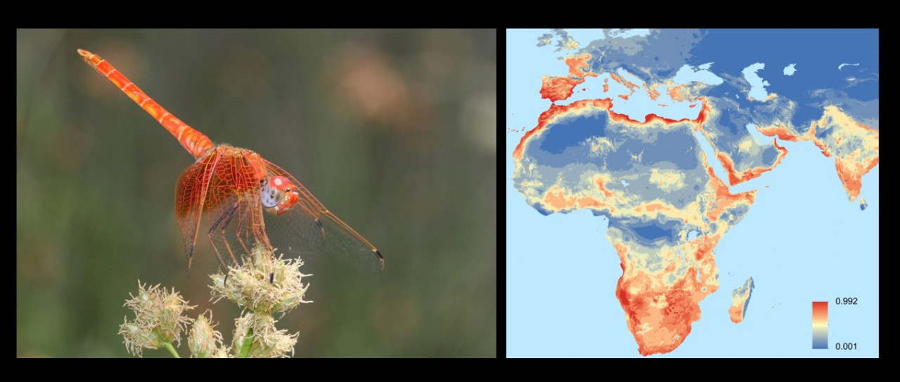 Libélula africana y su distribución mundial. Foto: EFE