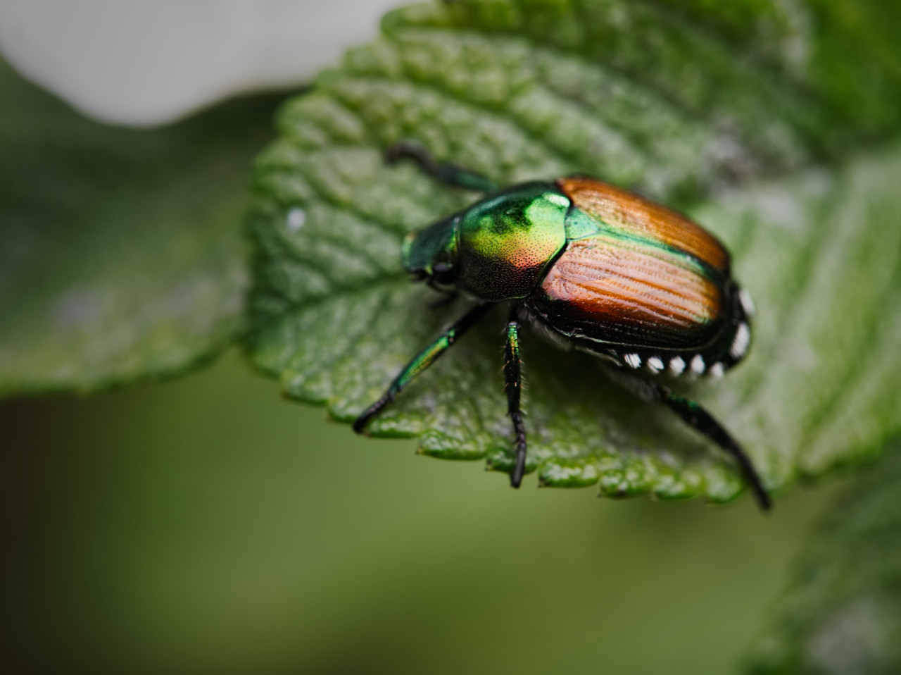 Una especie de escarabajo realiza el trabajo de controlar el crecimiento de estas especies. Unsplash.