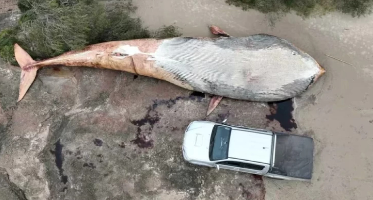 Ballena muerta en Uruguay. Foto: NA