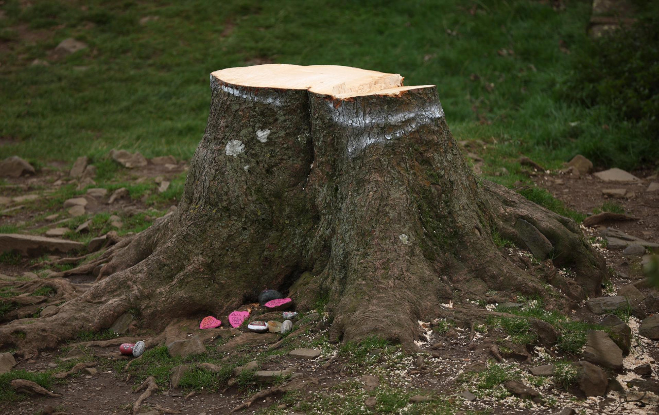 Tala del árbol de Robin Hood en Reino Unido. Foto: EFE.