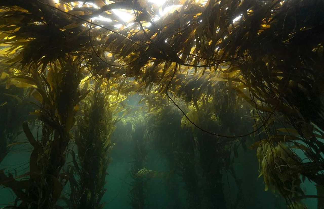 Bosques marinos. Foto: @laggercristian