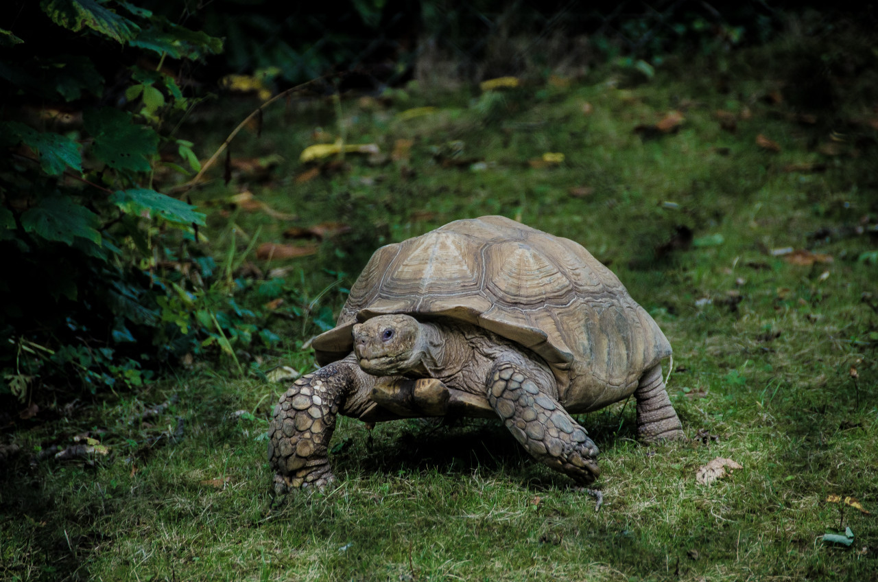 Ratifican tres años de prisión para sujeto por delito contra la fauna silvestre en Ecuador. Foto: Unsplash