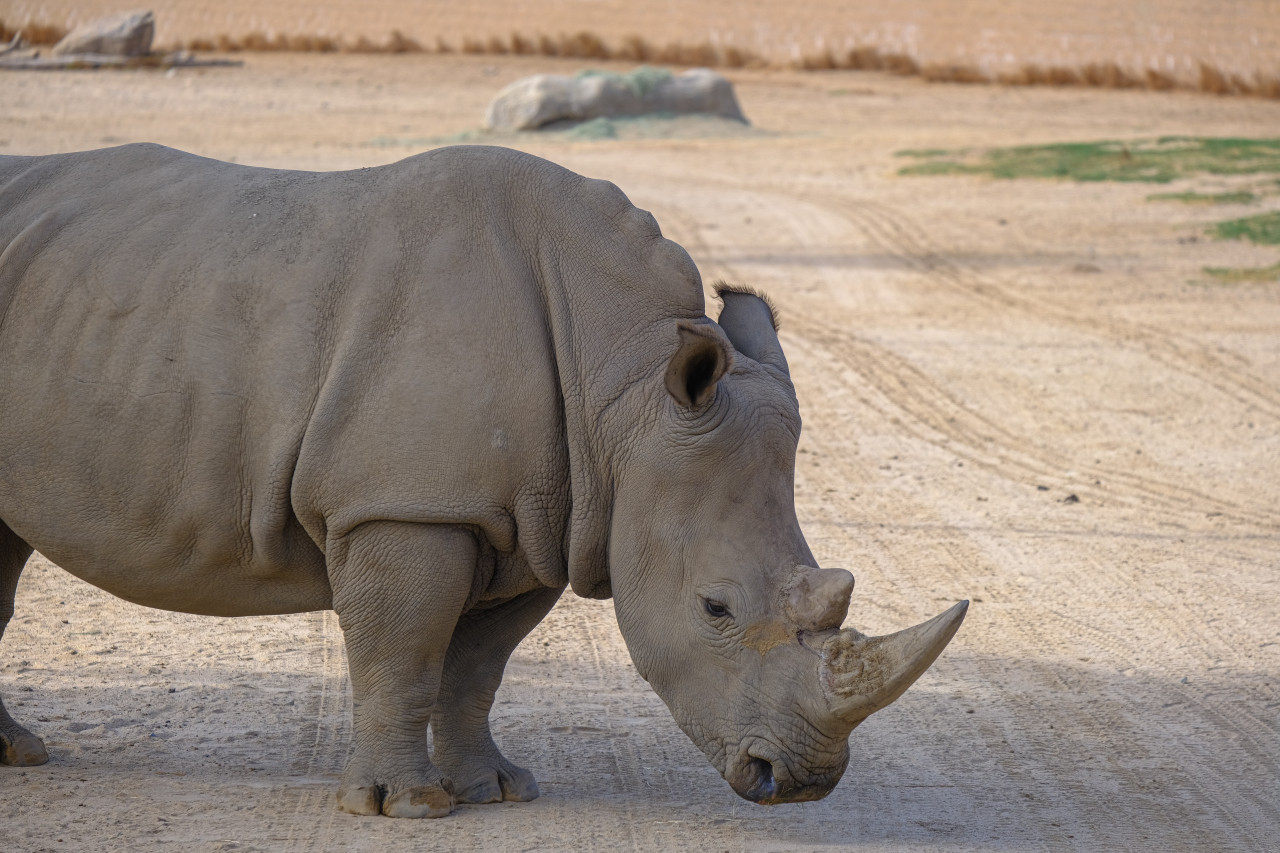 El rinoceronte blanco del norte está tan solo a dos hembras de su extinción. Unsplash,