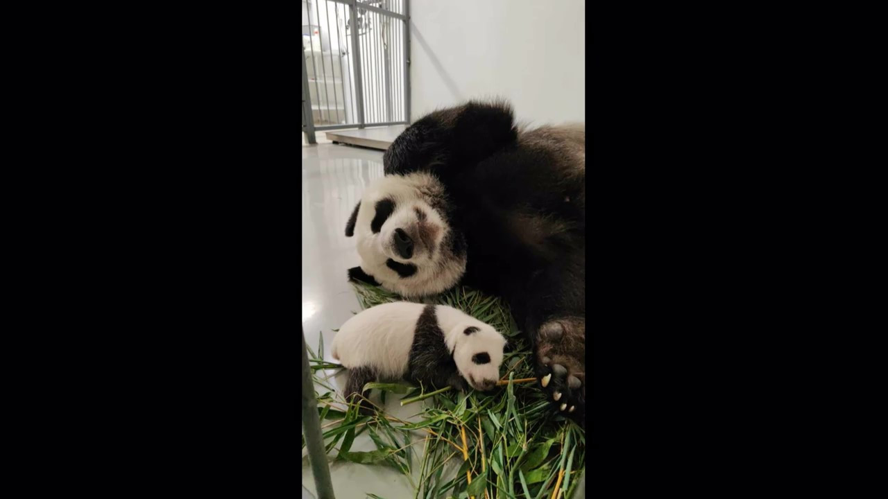 La joven panda junto a su cachorro. Foto: Captura de pantalla.