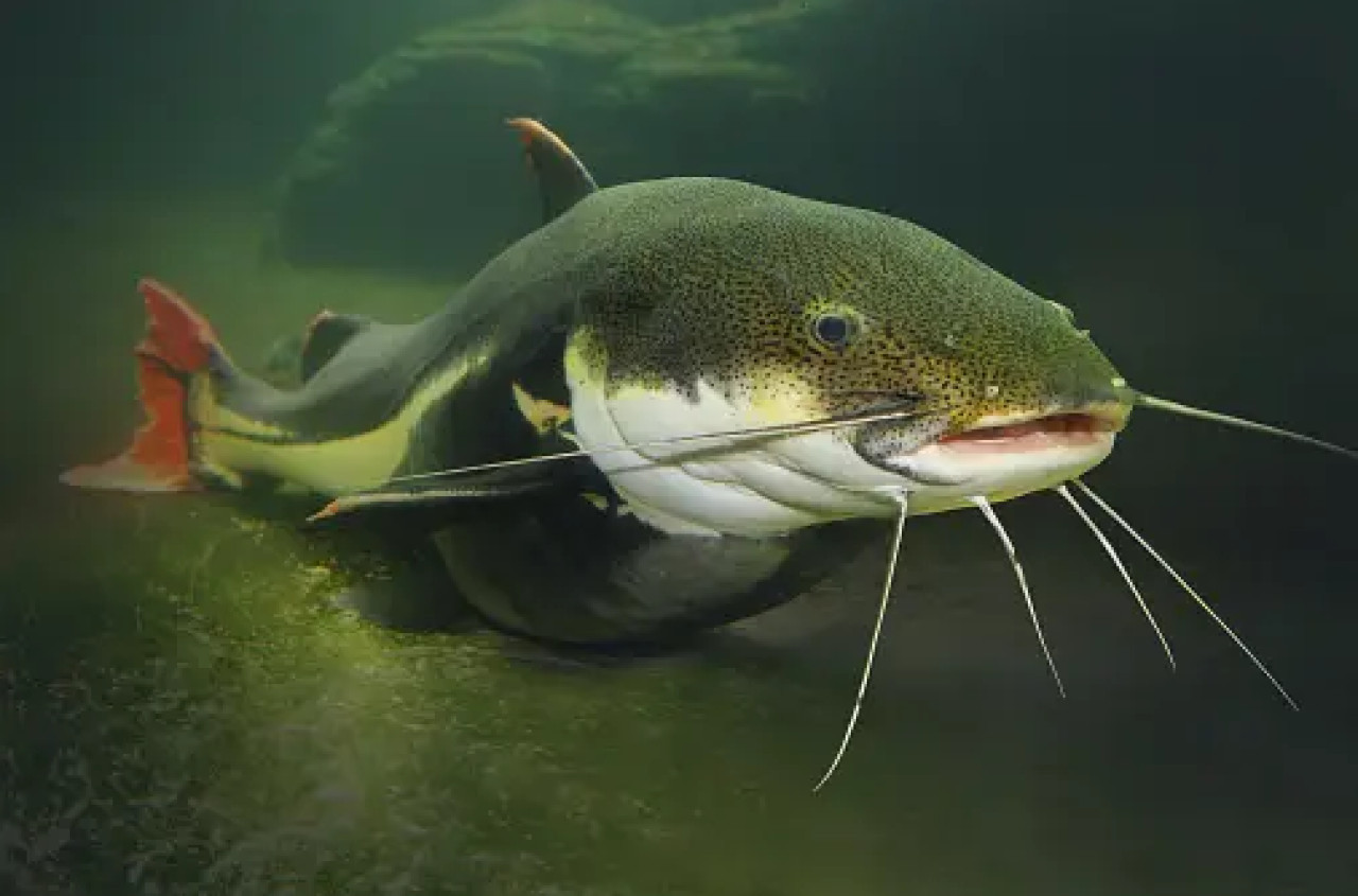 Plotosus lineatus. Foto: Unsplash.